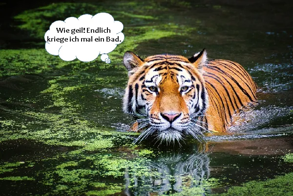 Dateiname des Bildes: 202025_TigermitText