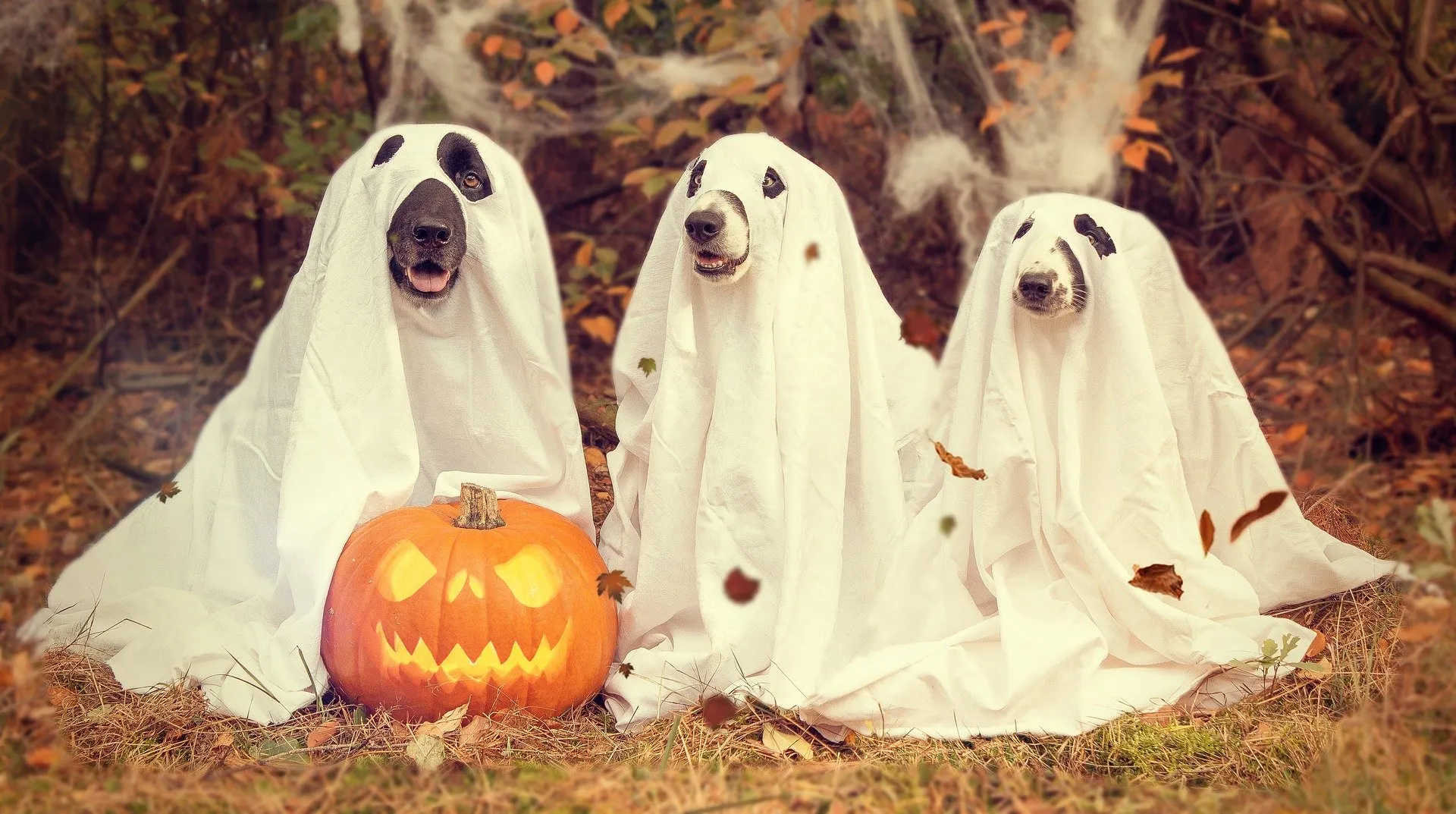 Dateiname des Bildes: 202093_Halloween Hunde Trennbild 2