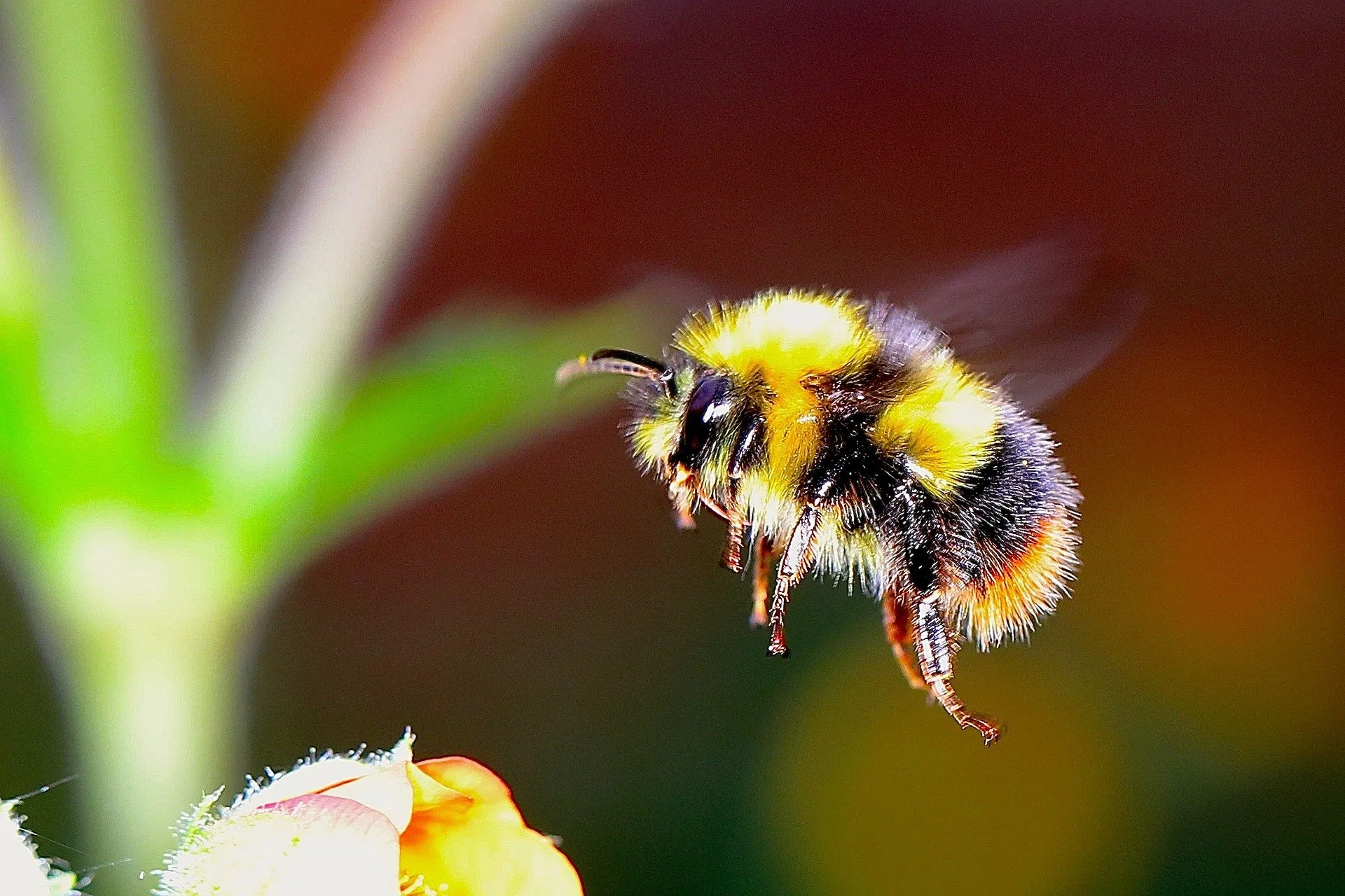 Dateiname des Bildes: 202114_bumble-bee-2361336_1920