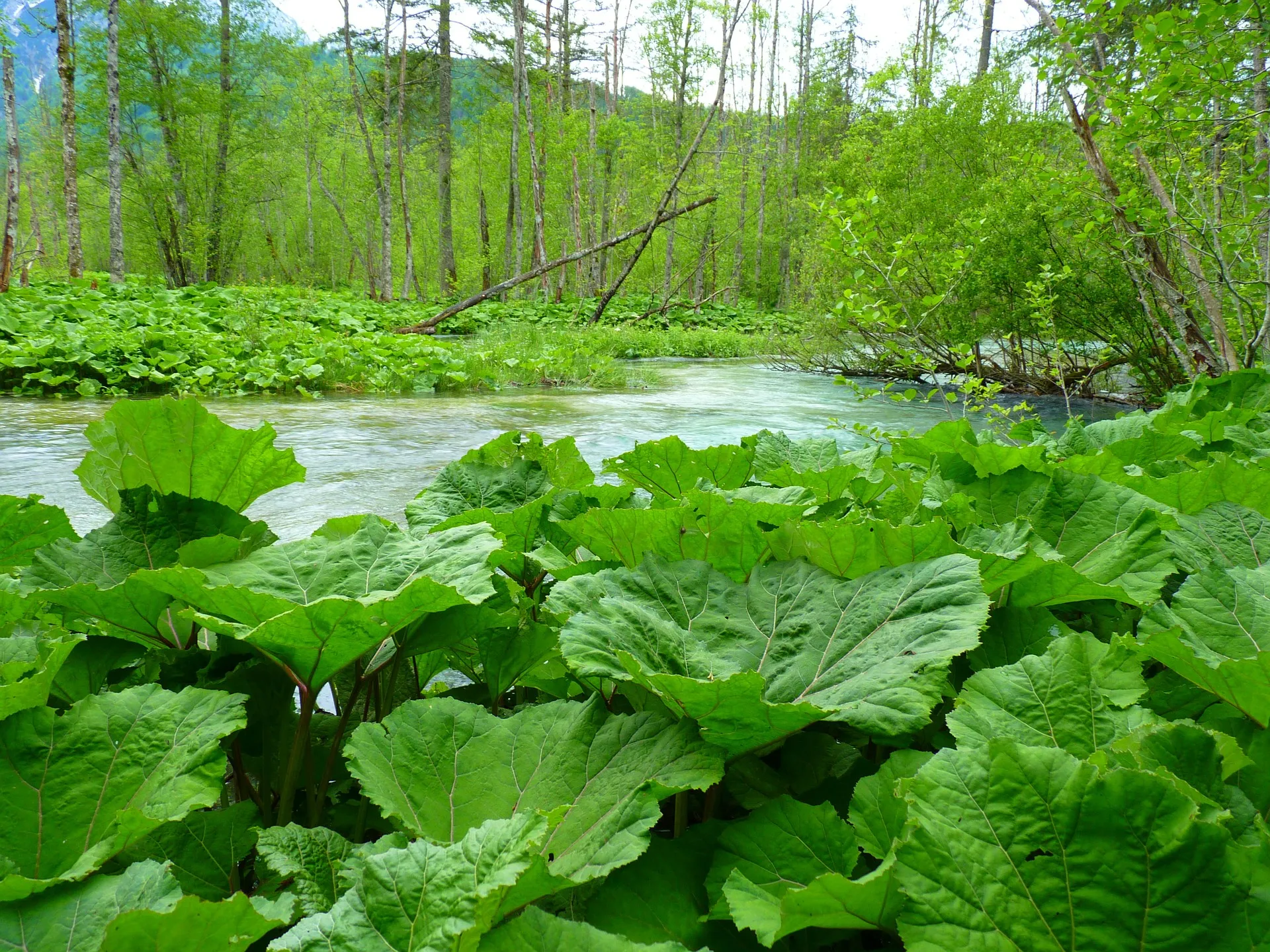 Dateiname des Bildes: 202114_butterbur-51922_1920