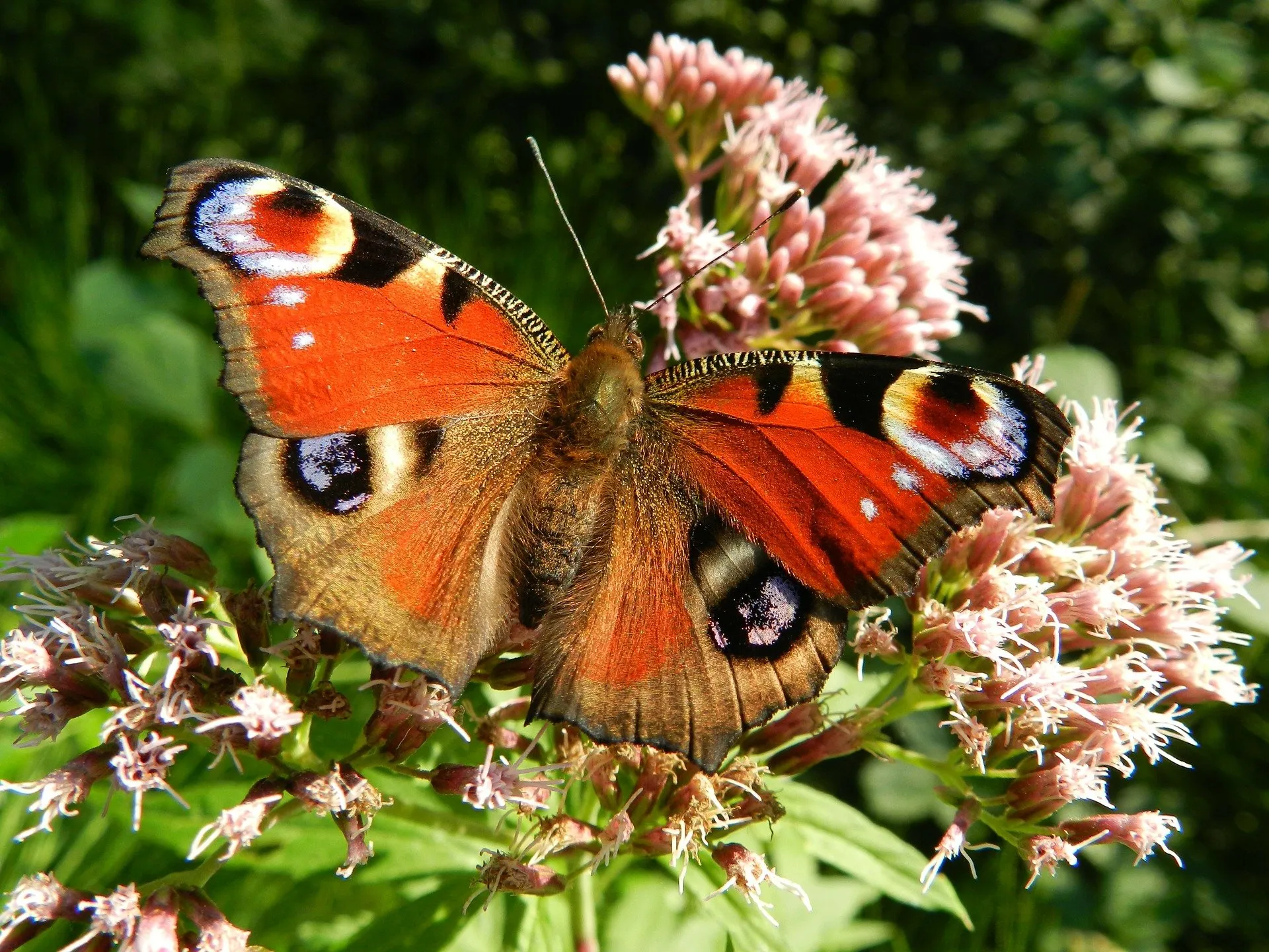 Dateiname des Bildes: 202114_butterfly-176156_1920
