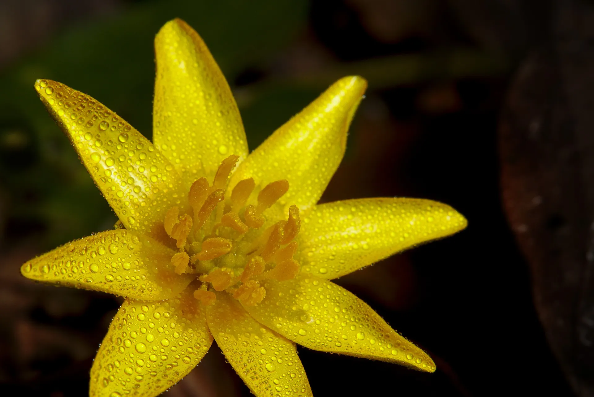 Dateiname des Bildes: 202114_celandine-4976922_1920