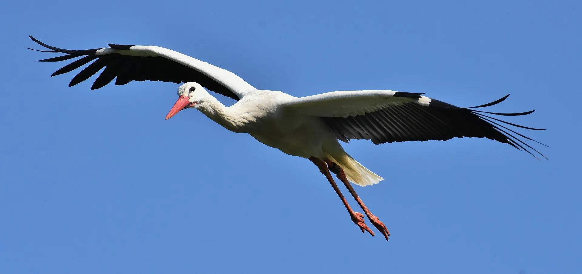 Dateiname des Bildes: 202114_stork-3363289_1920