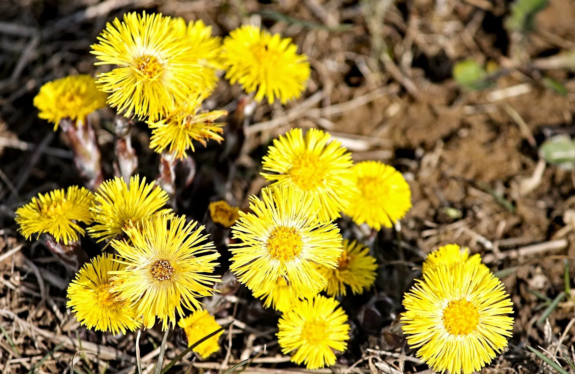 Dateiname des Bildes: 202114_tussilago-farfara-3267330_1920