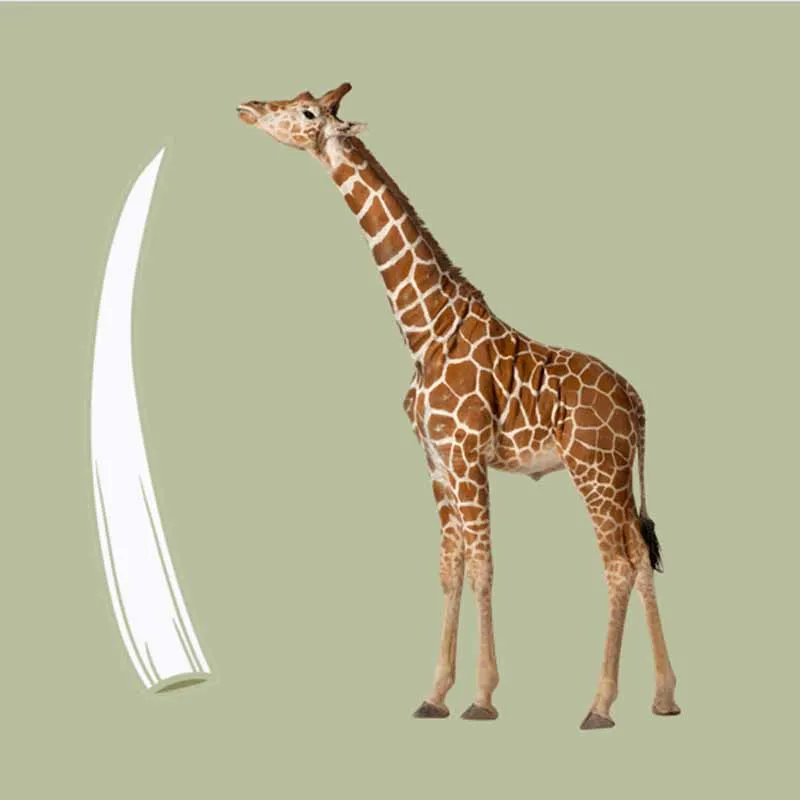 Dateiname des Bildes: 202261_giraffe