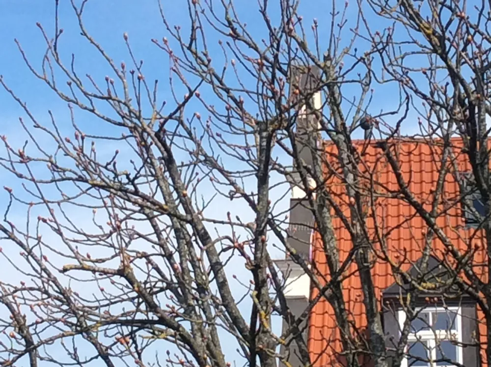 Dateiname des Bildes: Frühling1