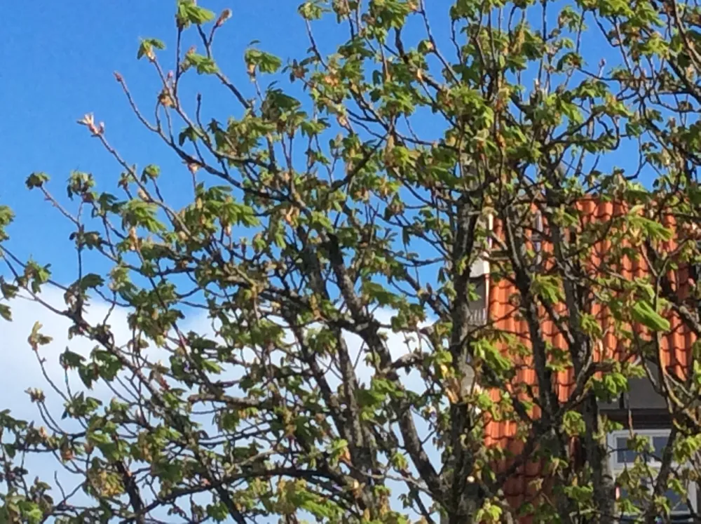 Dateiname des Bildes: Frühling3