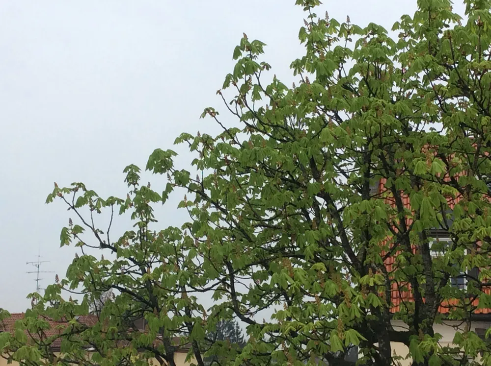 Dateiname des Bildes: Frühling4