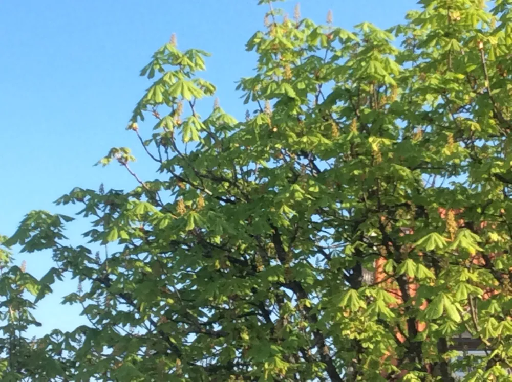 Dateiname des Bildes: Frühling5