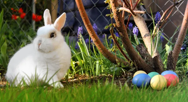 Dateiname des Bildes: Osterhase1