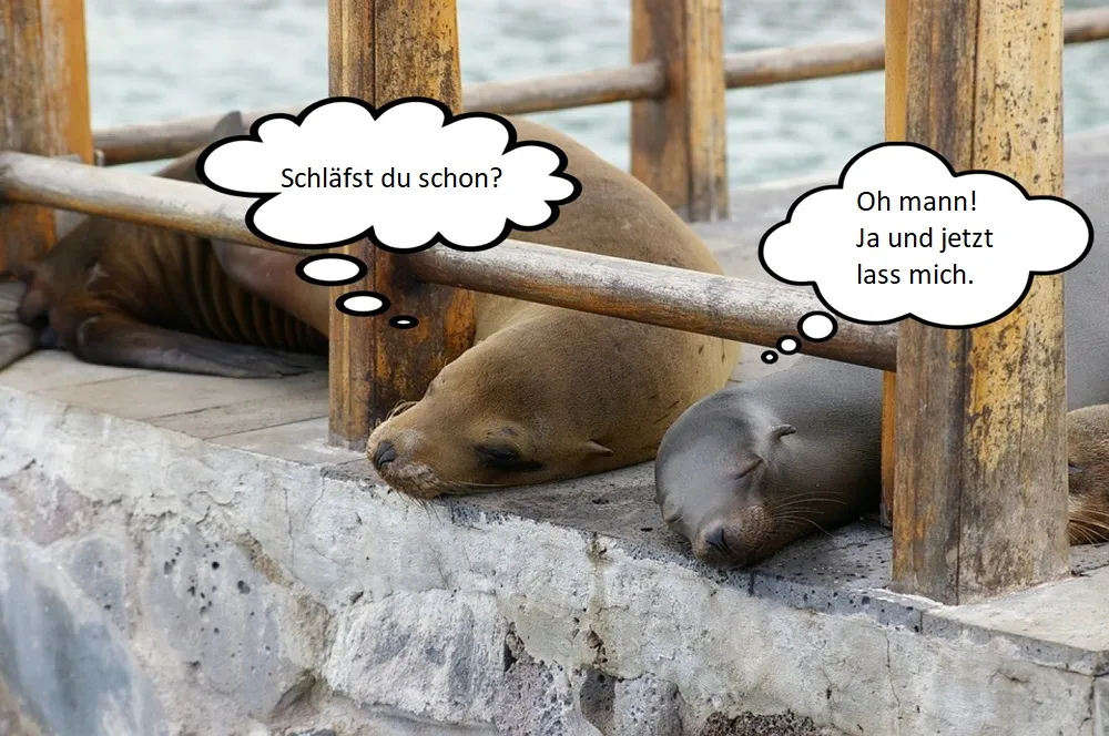 Dateiname des Bildes: Robben1