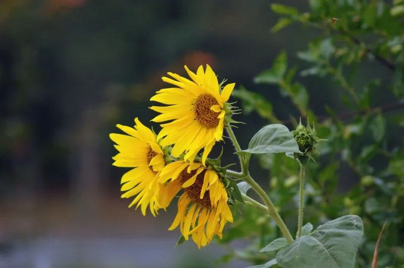 Dateiname des Bildes: Sonnenblume