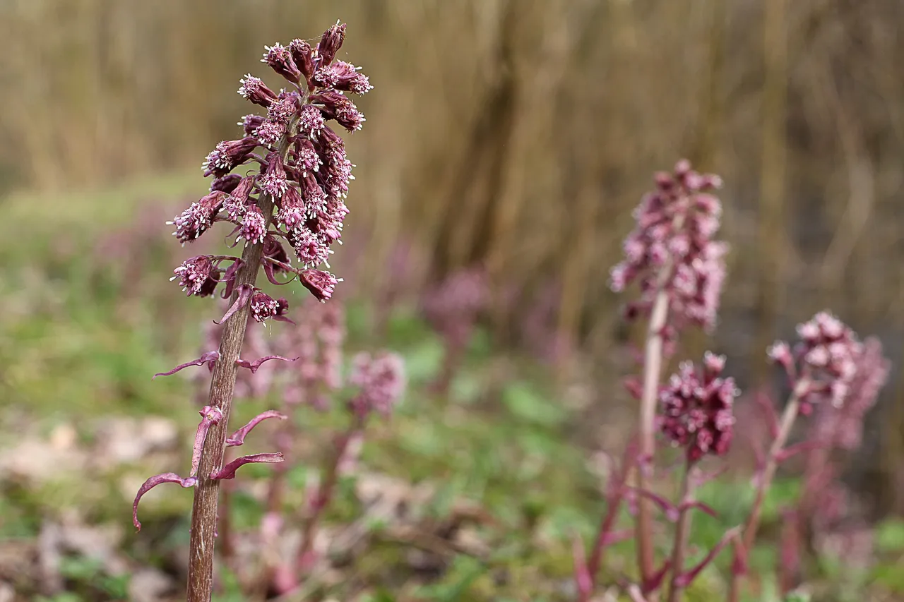 Dateiname des Bildes: 202114_common-butterbur-2186390_1920